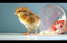 Kurczak rodzi się w szklance