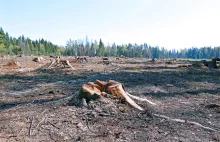 "Zamiast lasów będziemy mieć mieć szkodliwe dla natury inwestycje"