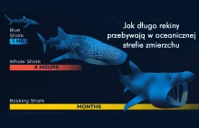 Jak długo rekiny przebywają w oceanicznej strefie zmierzchu
