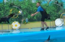 Fur seal playing with a ball