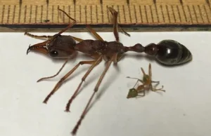 Myrmecia, czyli najniebezpieczniejsze mrówki świata. Są w stanie zabić człowieka