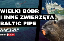 Wielki bóbr i inne zwierzęta Baltic Pipe. Spięcie