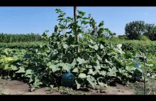 Growing CUCUMBERS Herringbone (Part 2)