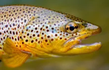 Ryby występujące w naszych rzekach są uzależnione od metamfetaminy