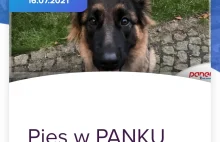 Pies w PANKU