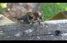 Zombie cicada