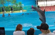 Gratitude dolphins to the applause of the audience