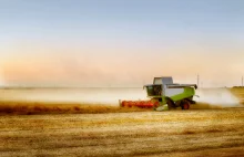 Koszony jest jęczmień. Jakie ceny zbóż podczas żniw 2021? - Zboża