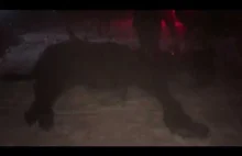 Koń pada podczas kuligu