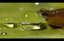 Jak ślimaki piją wodę