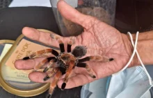 Śląskie: Po elewacji bloku chodził duży pająk