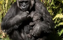 Szympansy zaczynają zabijać goryle. To pierwsze przypadki w historii