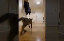 Reakcja kota, na otwarcie drzwi.