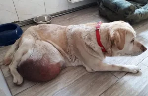 Pies z guzem wielkości piłki do koszykówki. Właściciele nie chcieli go leczyć