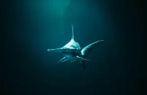 Rekiny trzymają się grafiku polowań by dzielić się zasobami i uniknąć konfliktów