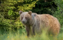 Schwytali i zabili kolejnego niedźwiedzia w Tatrach