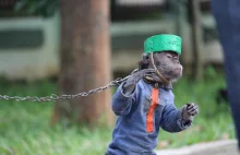 Tak wygląda tresura małp, by zabawiać turystów