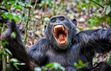 Wojna małp. Pierwszy śmiertelny atak szympansów na goryle