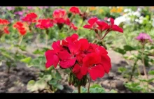 How to grow beautiful pelargonium. Step by step.
