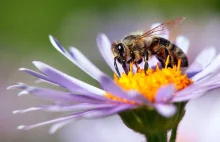 Pszczoły i zapylacze zagrożone przez klimat, monokultury i chemizację rolnictwa