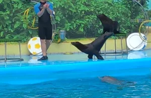 Seal dance