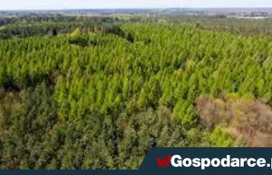Ziemię pod budowę polskiej fabryki aut elektrycznych mają dać lasy państwowe!