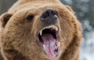 TERROR na Alasce. Niedźwiedź polował tydzień na człowieka.