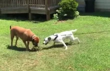 Pies trolluje swojego kolegę