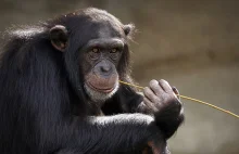 Szympansy i goryle po raz pierwszy w historii idą ze sobą na wojnę