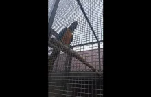 Very loud parrot