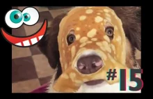 Śmieszne koty i psy zabawne zwierzęta Padniesz ze śmiechu funny #15