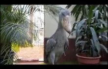 Trzewikodziób- ptak wydający odgłosy karabinu