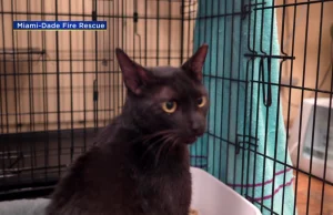 Kot z zawalonego budynku w Miami odnaleziony żywy po 16 dniach.