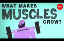 Co powoduje wzrost mięśni ᕦ(òóˇ)ᕤ