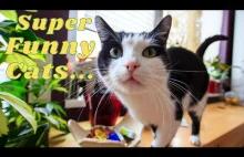 Super Funny Cats, Dogs and other animals #1 | Pets Monarchy