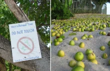 Manchineel to najniebezpieczniejsze drzewo świata. Zjedzenie owocu zwykle...