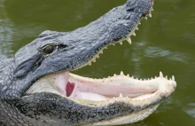 Krokodyl uciekł z hodowli w Czechach. Może być już w Polsce