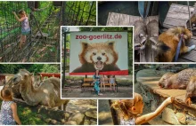 Dlaczego warto jechać do ZOO Goerlitz? Co jest wyjątkowego w Tierpark?