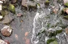 Stream, nature, beauty