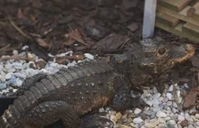 Krokodyl uciekł z czeskiej hodowli - może pływać w Odrze