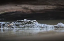 Uwaga! W Odrze może pływać krokodyl