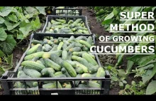 How to Quickly Grow Cucumbers - Part 2