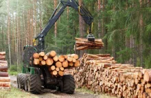 Polskie lasy do wycinki, aby produkować narodowe samochody elektryczne