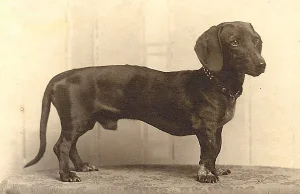 Historyczne zdjęcia ras psów. Tak wyglądały 150 lat temu