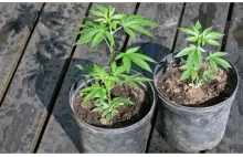 Historyczne umorzenie uprawy 5 roślin konopi przez pacjenta medycznej marihuany!