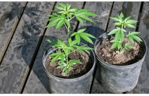 Historyczne umorzenie uprawy 5 roślin konopi przez pacjenta medycznej marihuany!