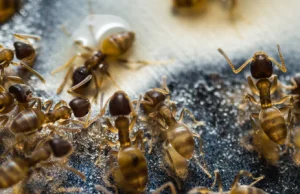 To już plaga! Latających mrówek jest coraz więcej!