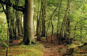 Bukowe lasy Bieszczad wpisane na listę UNESCO