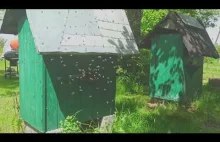 Pasieka 1920 - oblot młodej pszczoły