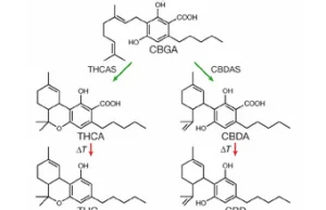 Jak drożdże produkują kannabinoidy? (THC, CBD oraz ich analogi...)